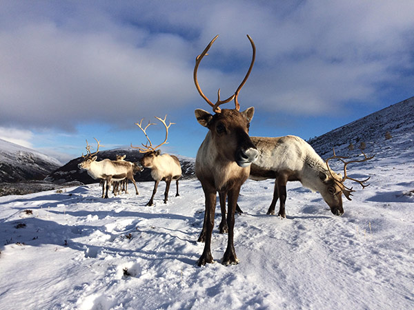 Cairngorm Reindeer standing snow what to do in aviemore