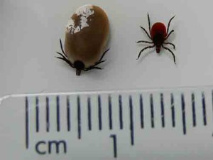 Picture of a tick