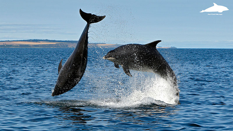 Breaching adult bottlenose dolphins - Charlie Phillips photographer