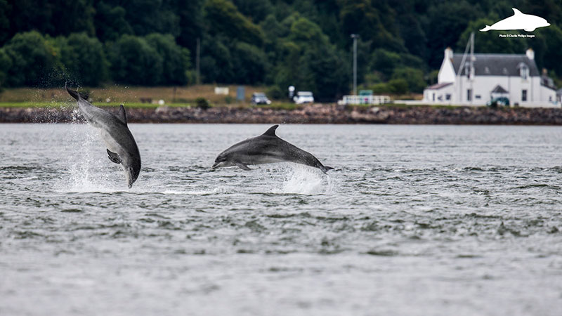 Bottlenose dolphins in the Beauly Firth, Inverness Shire - Charlie Phillips photographer