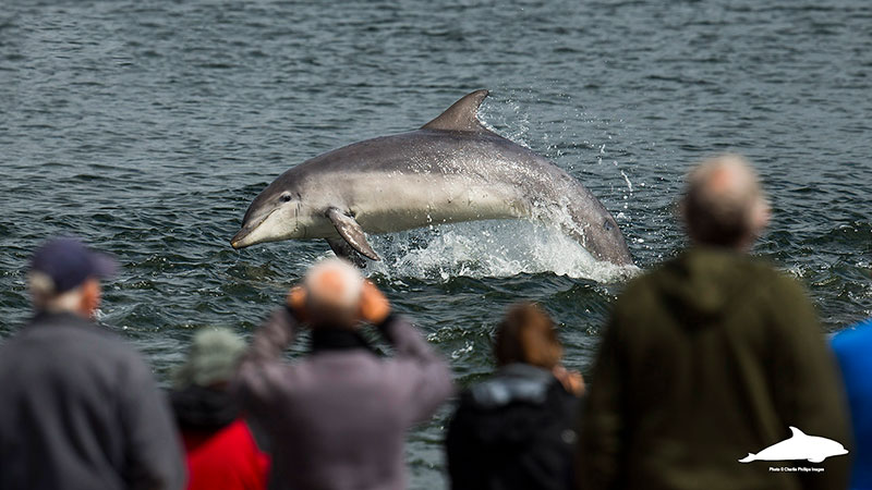 Crowds at Chanonry Point dolphin watching