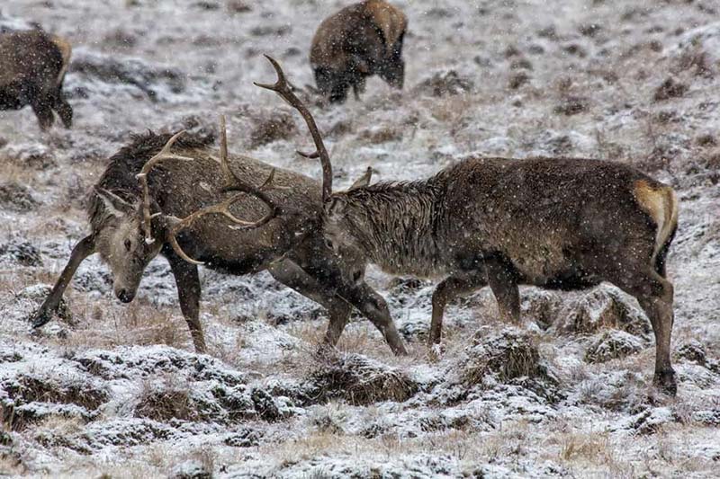 Deer rutting in winter by Derek Beattie