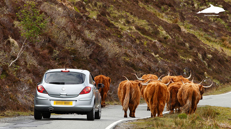 Elgol rush hour on the Isle of Skye