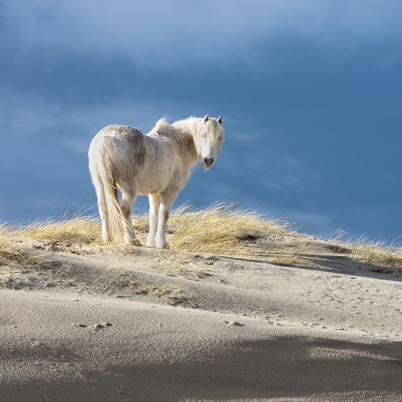 Freedom of Luskentyre - A white horse on the sand dunes of Luskentyre Beach on the Isle of Harris, highlighted by typically pure Hebridean light and standing out against the equally typical brooding sky.