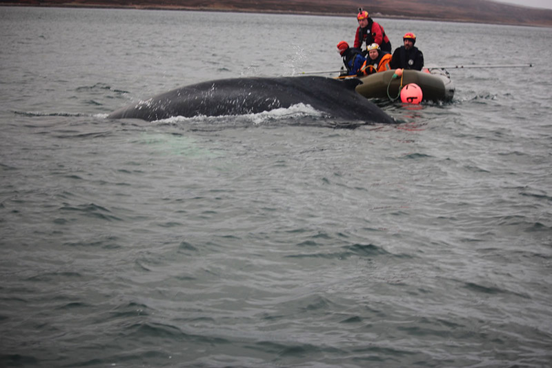Humpback whale rescue