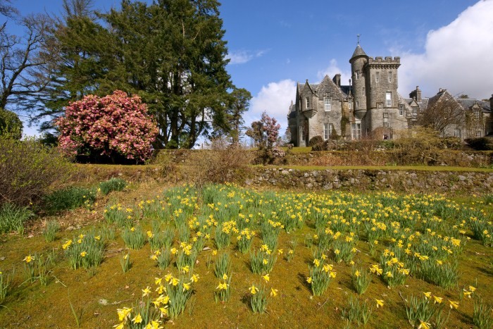 Achnacloich castle with daffodils 
