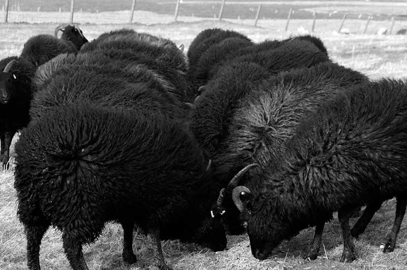 Hebridean Sheep North Uist